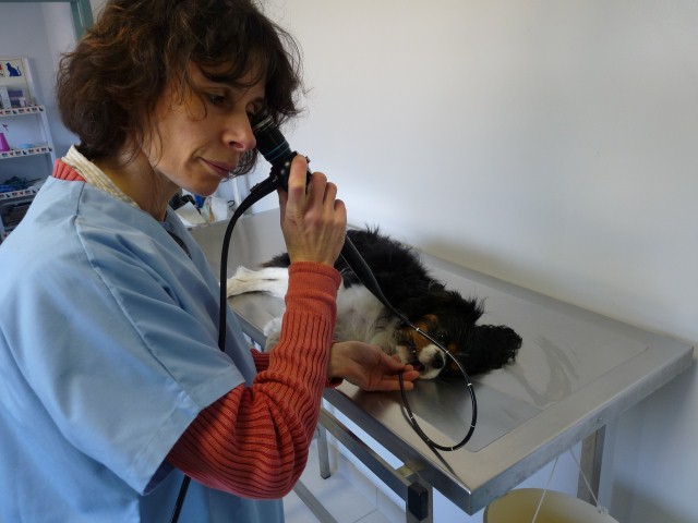 Plateaux Techniques Clinique Veterinaire Du Sidobre